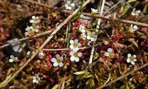 Attēlu rezultāti vaicājumam “Saxifraga tridactylites flower”