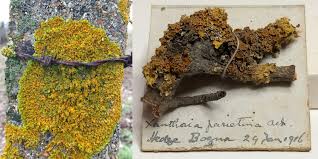 Attēlu rezultāti vaicājumam “Xanthoria parietina”