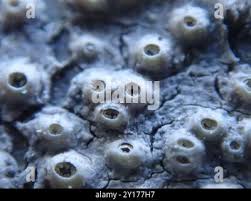 Attēlu rezultāti vaicājumam “Thelotrema lepadinum”