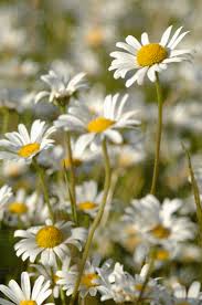 Image result for Chrysanthemum leucanthemum