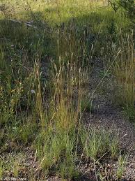 Attēlu rezultāti vaicājumam “Festuca rubra subsp. rubra fruit”