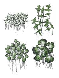 Attēlu rezultāti vaicājumam “Lemna gibba”