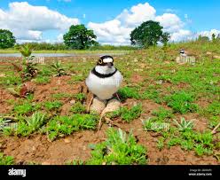 Attēlu rezultāti vaicājumam “Charadrius dubius adult”