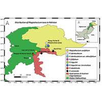 Attēlu rezultāti vaicājumam “Plagiothecium latebricola macro”