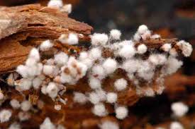 Attēlu rezultāti vaicājumam “Didymium melanospermum macro”