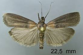 Attēlu rezultāti vaicājumam “Sciota fumella”