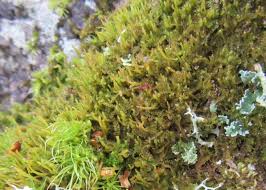 Attēlu rezultāti vaicājumam “Barbilophozia attenuata”