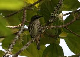 Attēlu rezultāti vaicājumam “Rhabdomiris striatellus imago”