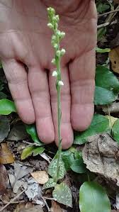 Attēlu rezultāti vaicājumam “Goodyera repens leaf”
