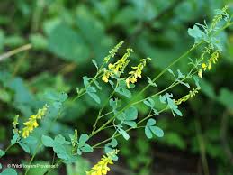 Attēlu rezultāti vaicājumam “Melilotus”