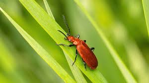 Attēlu rezultāti vaicājumam “Pyrochroidae imago”