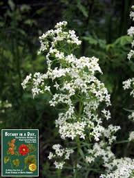 Attēlu rezultāti vaicājumam “Rubiaceae”