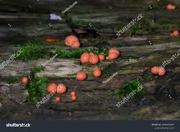 Attēlu rezultāti vaicājumam “Lycogala epidendrum aggr. spores”