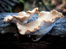 Attēlu rezultāti vaicājumam “Polyporus tubaeformis”