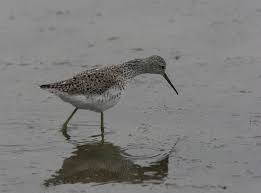 Attēlu rezultāti vaicājumam “Tringa stagnatilis adult”