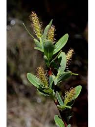 Attēlu rezultāti vaicājumam “Salix myrtilloides”