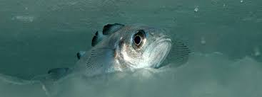 Image result for Boreogadus saida