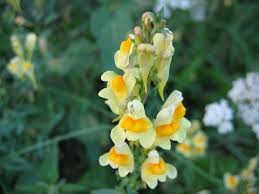 Attēlu rezultāti vaicājumam “Linaria loeselii”