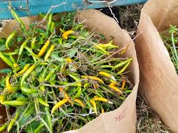 Afbeeldingsresultaat voor thai yellow hot pepper