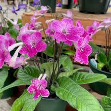 Image result for Streptocarpus