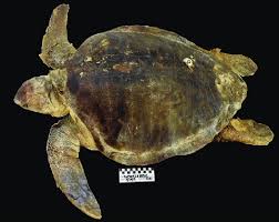 Image result for Lepidochelys olivacea