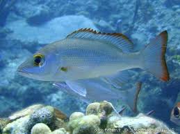 Image result for Lutjanus mahogoni