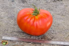 Afbeeldingsresultaat voor kosmonaut volkov 68D tomato