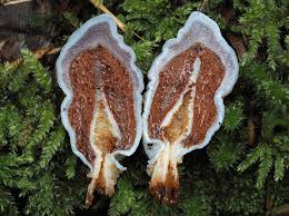 Attēlu rezultāti vaicājumam “Physarum virescens macro”