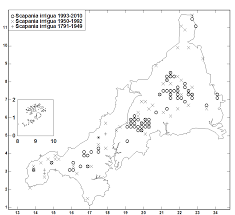 Attēlu rezultāti vaicājumam “Scapania irrigua”