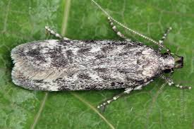 Attēlu rezultāti vaicājumam “Gelechia jakovlevi”