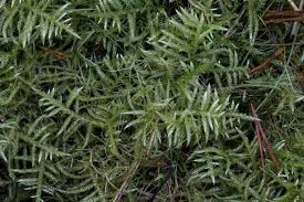 Attēlu rezultāti vaicājumam “Cirriphyllum piliferum”