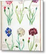 Attēlu rezultāti vaicājumam “Cyanus segetum”