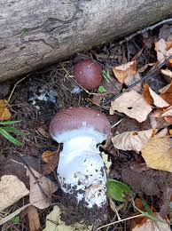 Attēlu rezultāti vaicājumam “Cortinarius praestans”