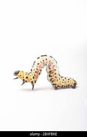 Attēlu rezultāti vaicājumam “Abraxas grossulariata larva”