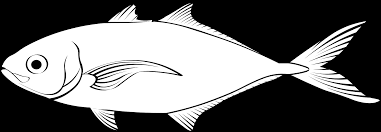 Image result for Caranx ruber