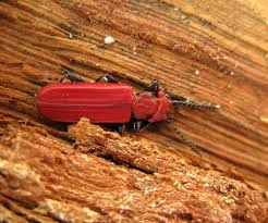 Attēlu rezultāti vaicājumam “Cucujus cinnaberinus”