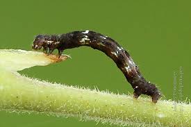 Attēlu rezultāti vaicājumam “Selenia dentaria larva”