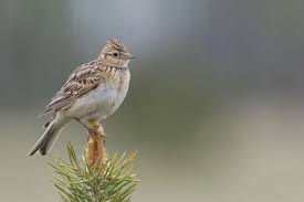 Attēlu rezultāti vaicājumam “Alauda arvensis adult”