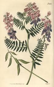 Attēlu rezultāti vaicājumam “Vicia tenuifolia flower”