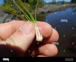Attēlu rezultāti vaicājumam “Isoetes echinospora leaf”