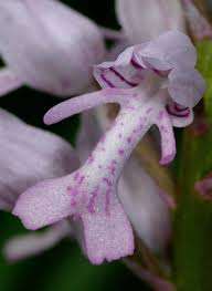 Attēlu rezultāti vaicājumam “Orchis militaris”
