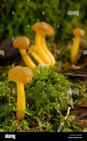 Attēlu rezultāti vaicājumam “Leotia lubrica”