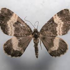 Attēlu rezultāti vaicājumam “Spargania luctuata”