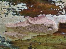 Attēlu rezultāti vaicājumam “Junghuhnia collabens”