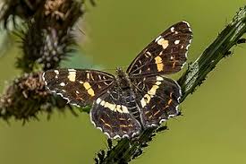 Attēlu rezultāti vaicājumam “Araschnia levana upperside”