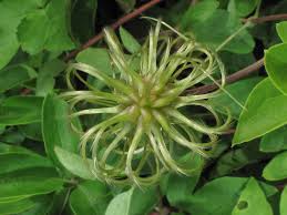 Attēlu rezultāti vaicājumam “Clematis fruit”