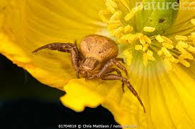 Attēlu rezultāti vaicājumam “Xysticus cristatus”