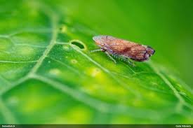 Attēlu rezultāti vaicājumam “Licea testudinacea macro”