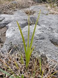 Attēlu rezultāti vaicājumam “Dactylorhiza cruenta leaf”