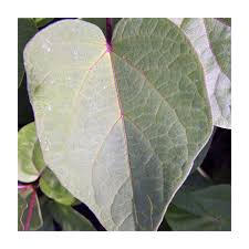 Attēlu rezultāti vaicājumam “Catalpa ovata leaf”